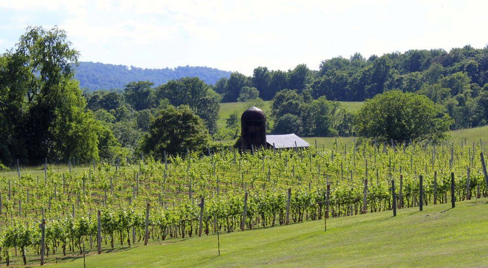 Vineyard view at Three Fox Vineyards. Photo by Brian Yost.