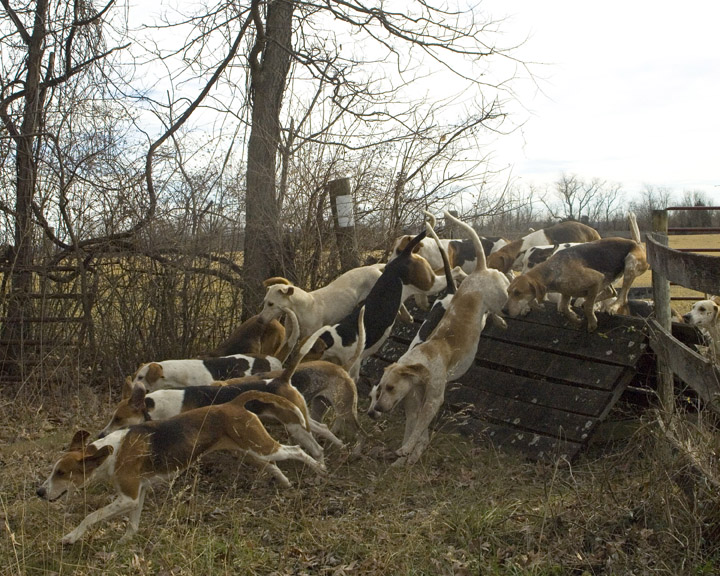 Blue Ridge Hunt Hounds