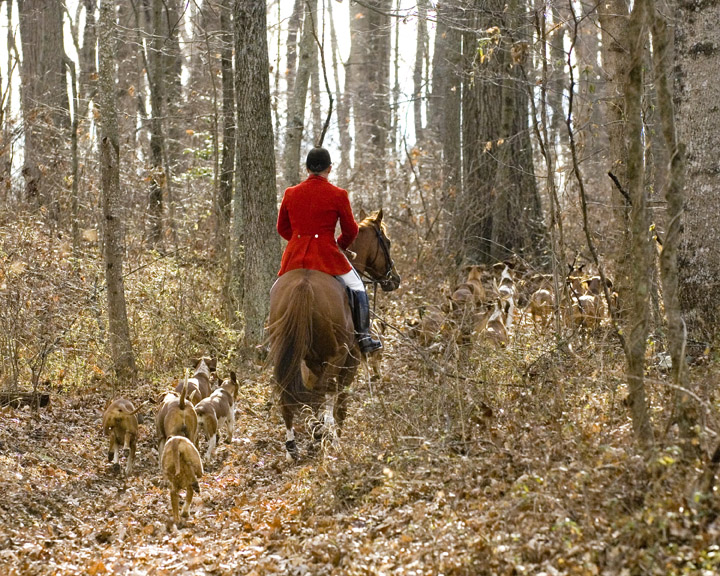 Orange County Hounds: Reg with hounds