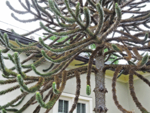 The prickly branches of the monkey puzzle tree