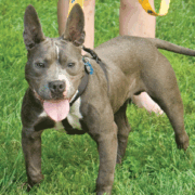 Brook Army with Stitch