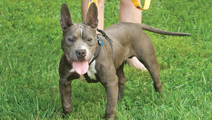 Brook Army with Stitch