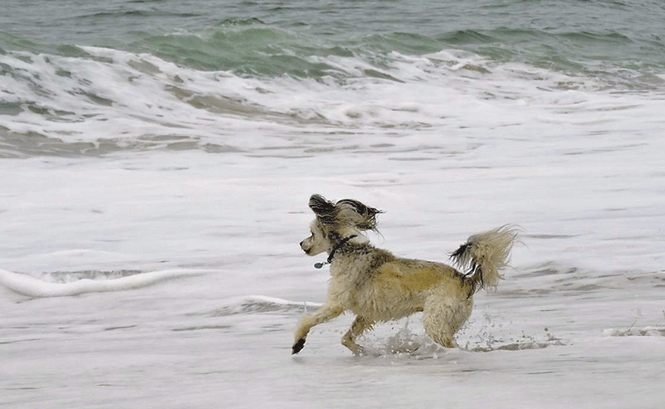 Isabel chasing waves in the Hamptons