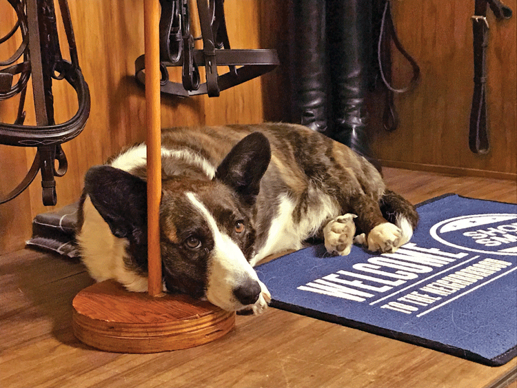 Ruby spends most of her day sleeping on the bridle case at The Tack Box. Photo by Beth Rasin