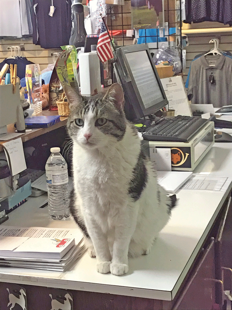 The Tack Box’s resident cat Mike greets customers to the store but remains suspicious of the UPS driver. Photo by Beth Rasin
