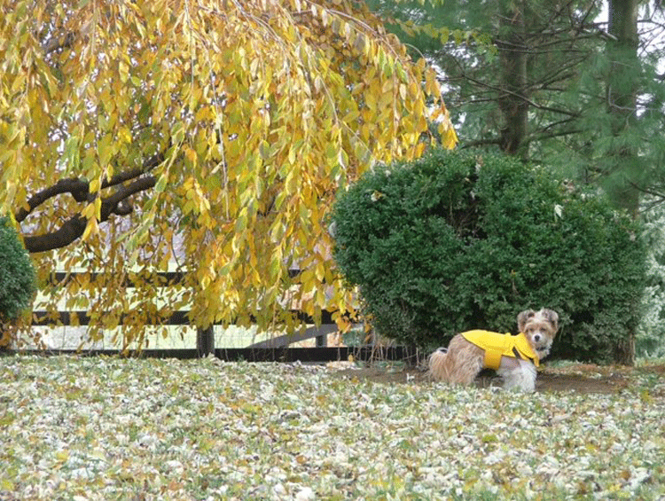Autumnal contemplation.