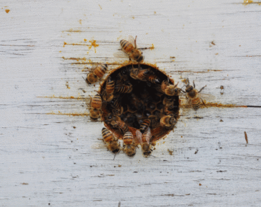 Honeybees at Maidstone Meadery. Photo courtesy of Maidstone Meadery