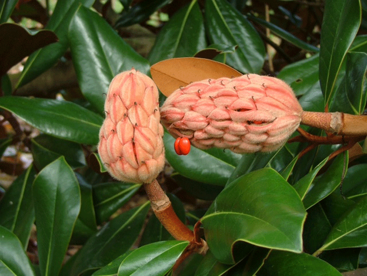Magnolia seed pods in November.