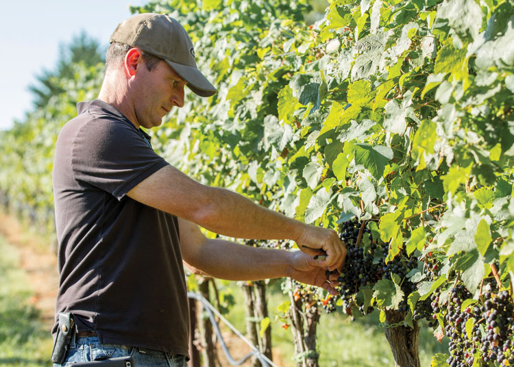 Sébastien Marquet of Greenhill Winery & Vineyards
