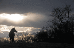 Beth Collier’s favorite photo in her Middleburg pictorial essay was taken December 30, 2016, at sunset with a chestnut horse from Welbourne. Photo by Beth Collier