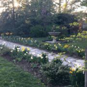 Daffodils along a stone path. Photo by Vikram Singh.