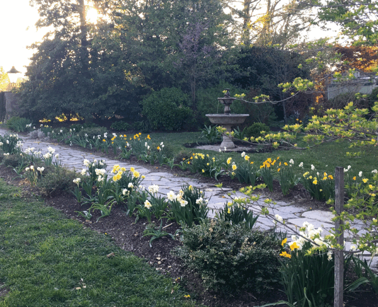 Daffodils along a stone path. Photo by Vikram Singh.