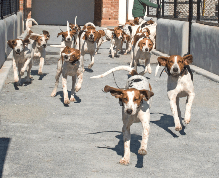 Middleburg Hounds leaving Huntland Kennel to go out hunting.