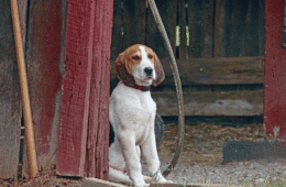 Growing up on the farm