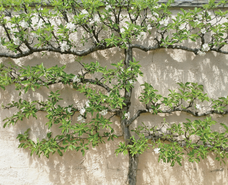 Mature espalier lends structure and beauty at the Red Fox Inn. Photo by Vikram