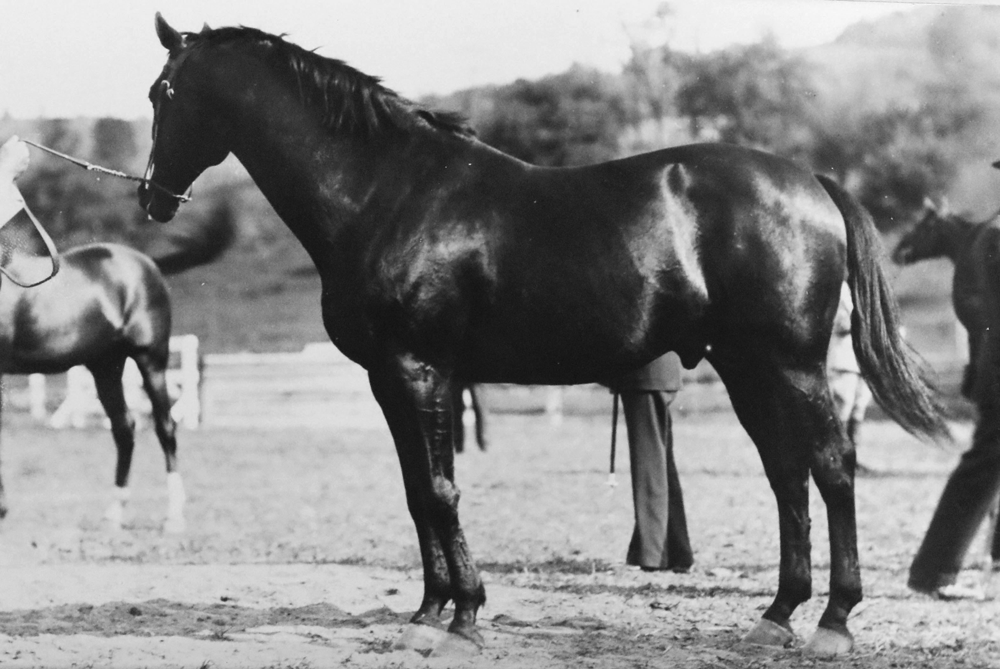 Herodot stood at stud at the Front Royal Remount Depot in the 1920s. Photo curtesy of the Warren County Historical Society