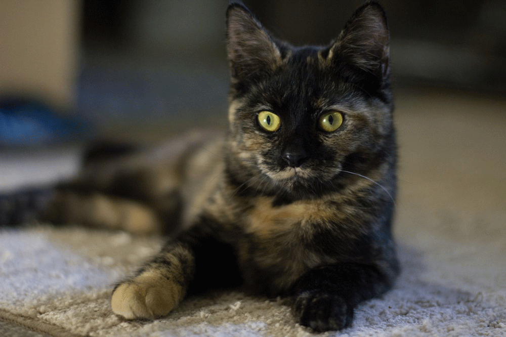 Middleburg Humane Foundation operates a private, 4.5 acre farm shelter located in Marshall, Virginia. It is their goal to provide a haven for abused, neglected, and at risk animals, both large and small.