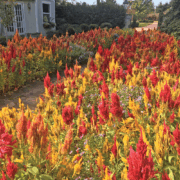 Celosia and aster flower path in the autumn.