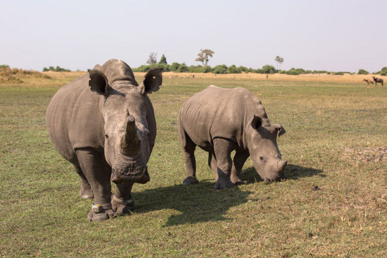gestation period for white rhino gestation period for white rhino