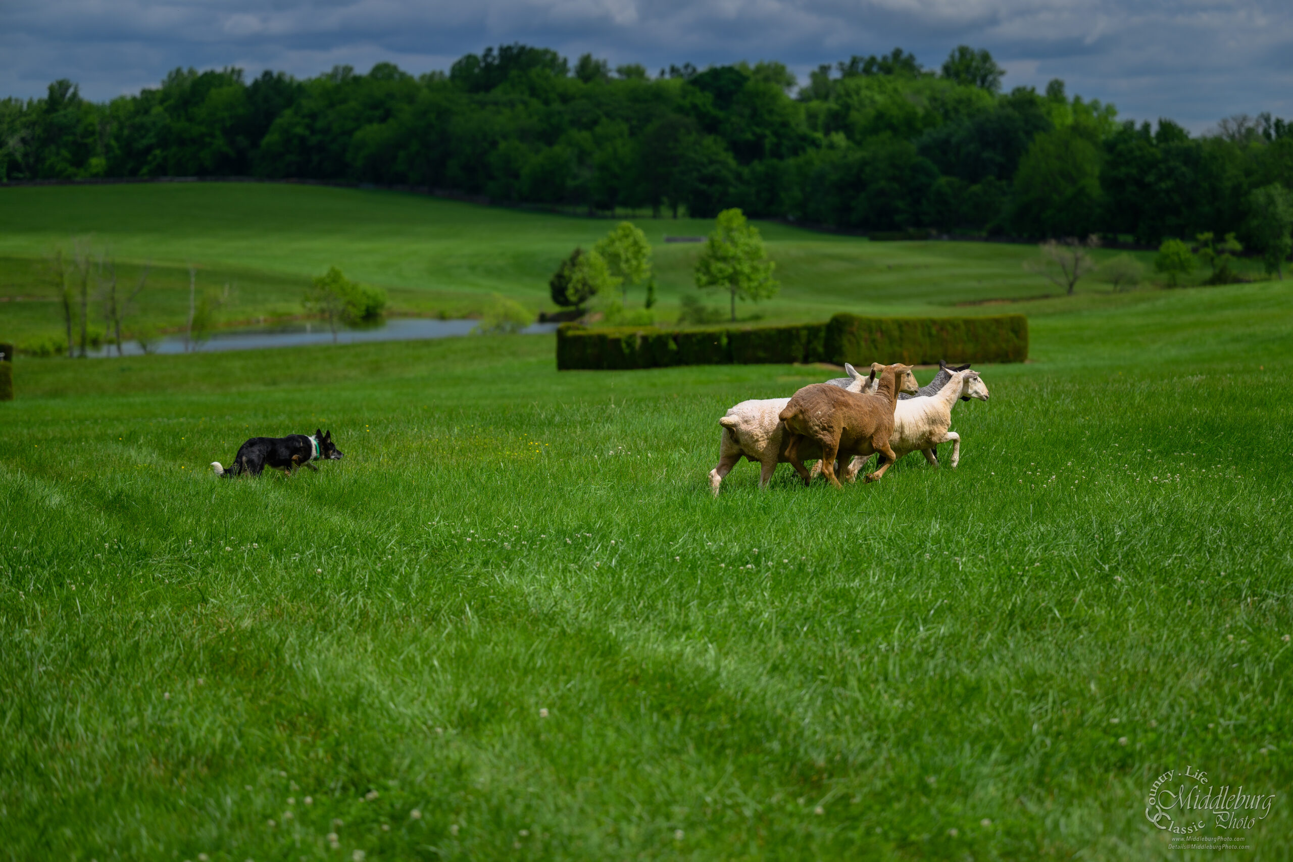Dog Daze at Glenwood Park Middleburg Life